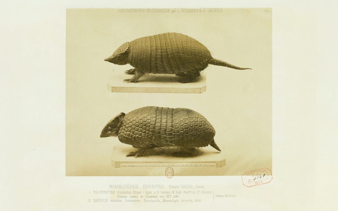 Exposition « PsychAnimal » du 7 avril au 18 juillet à la BU Henri-Piéron