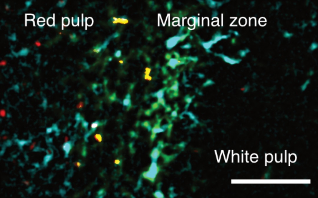 Des macrophages gardiens de la rate capables d’activer l’immunité contre les tumeurs